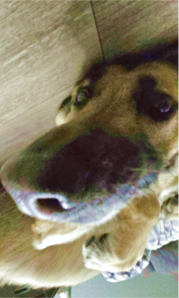 my dog